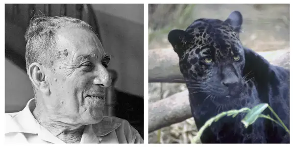 Portret starszego mężczyzny obok czarnego jaguara.